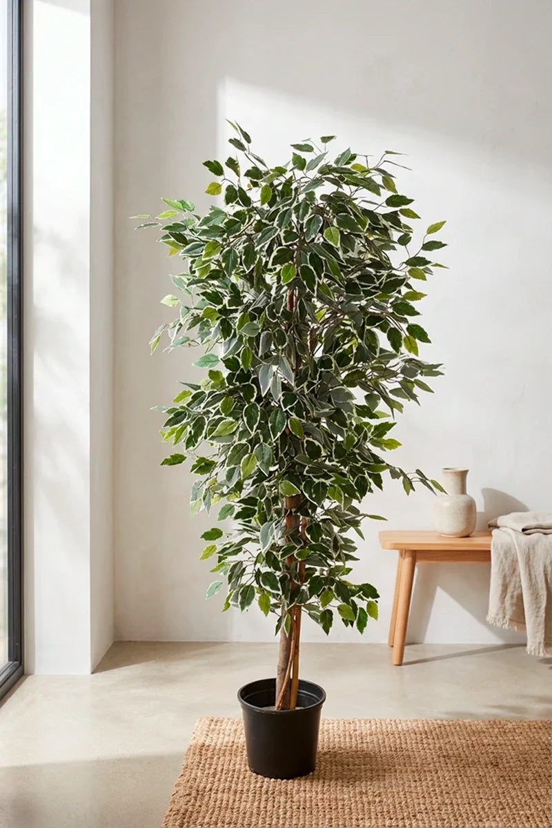 Ficus bicolor artifical