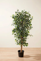 Ficus bicolor artifical