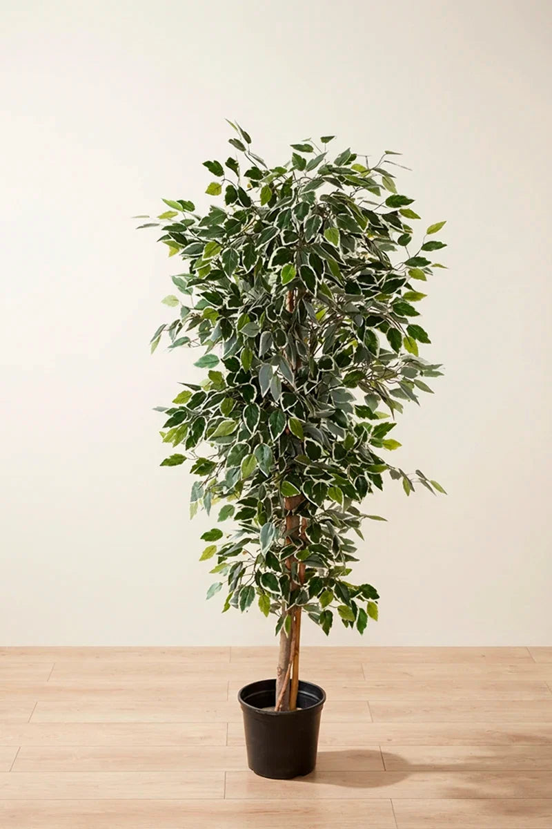 Ficus bicolor artifical