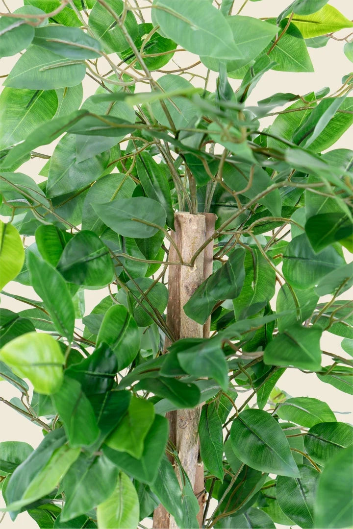 Ficus artificial