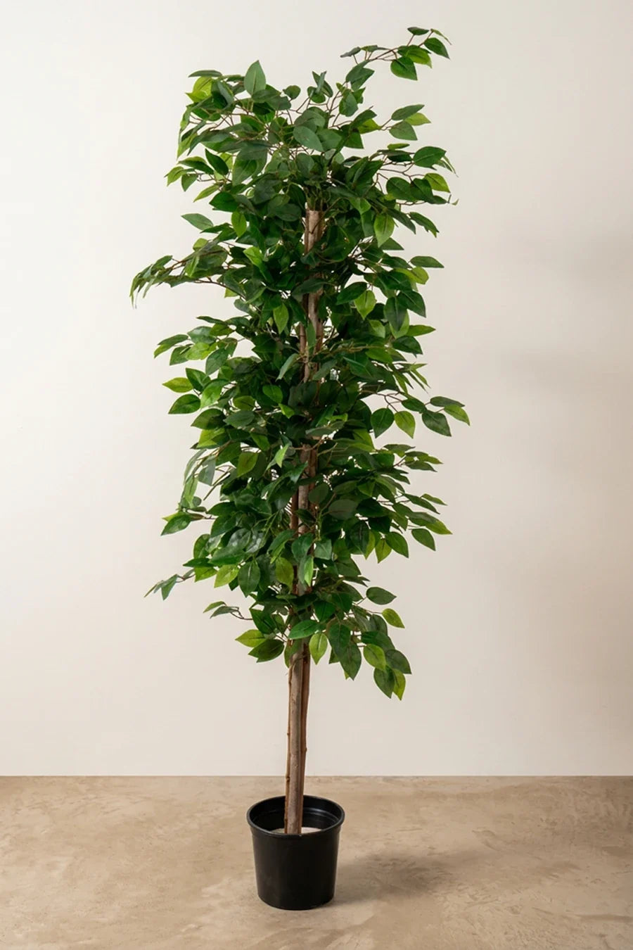 Ficus artificial