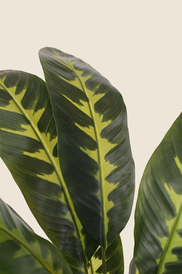 Calathea zebrina artificial 90cm
