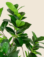 Planta magnolia artificial 150 cm