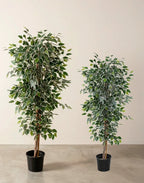 Ficus bicolor artifical