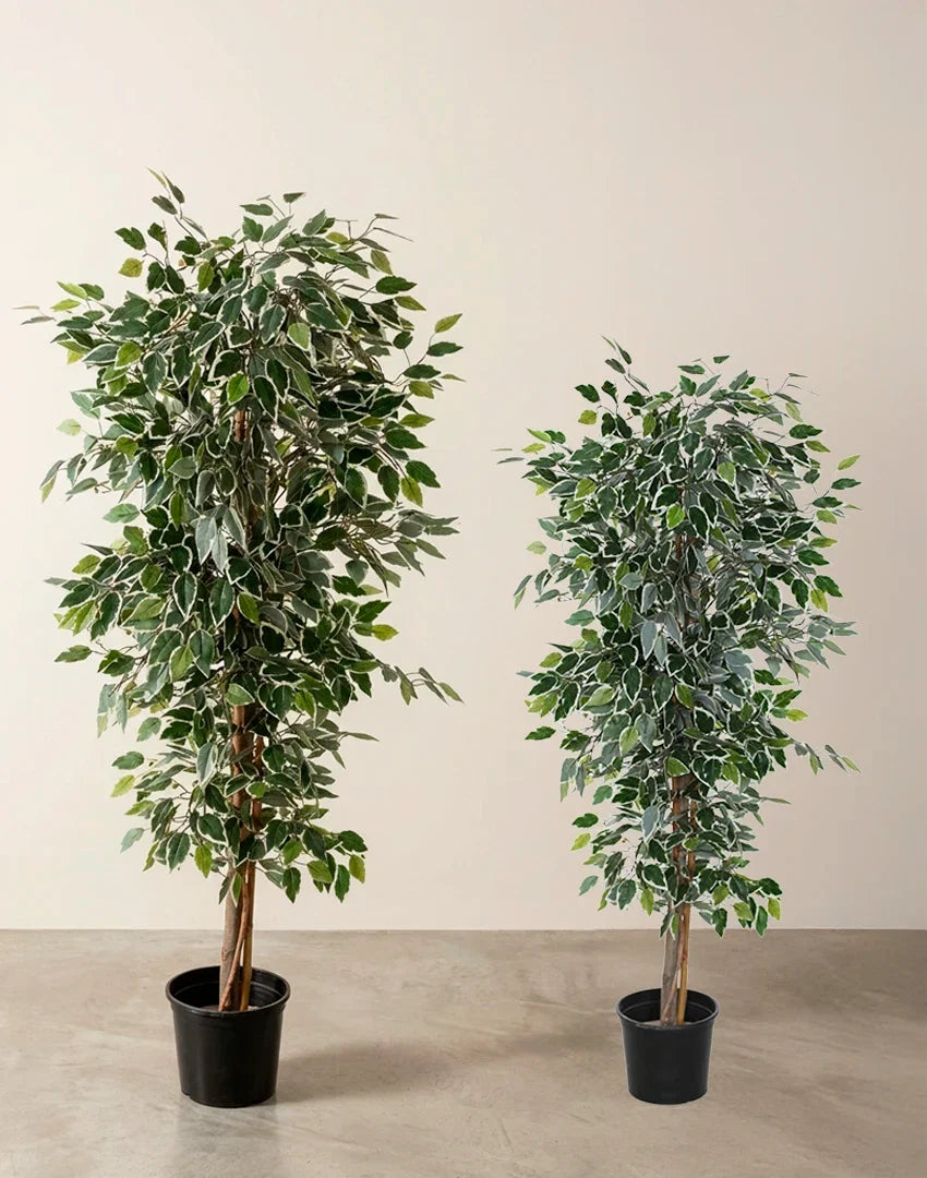 Ficus bicolor artifical