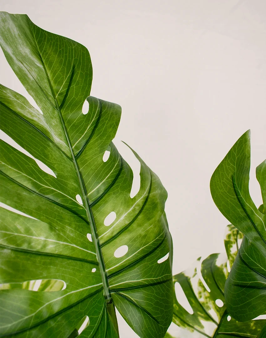 Planta Monsteria - Costilla de Adán artificial 110cm