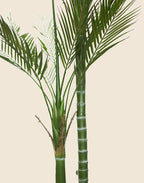 Planta areca artificial 180cm