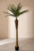 Planta phoenix artificial