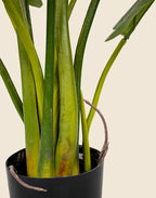 Planta Philodendron artificial 120cm