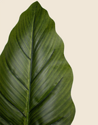 Planta Philodendron artificial 180cm