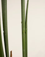 Planta phoenix artificial 200cm