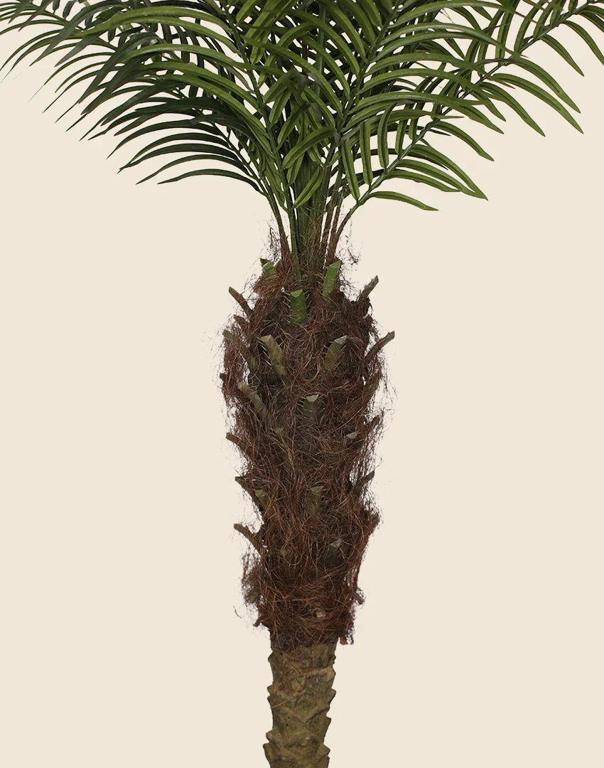 Planta phoenix artificial