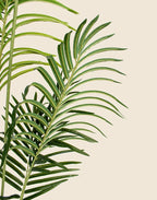 Planta Phoenix Artificial 180cm