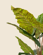 Planta Alocasia Artificial 150cm