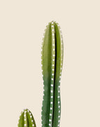 Planta Cactus Pachycereus Marginatus artificial 125 cm