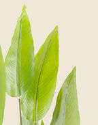 Planta Strelitzia Nicolai artificial 170 cm