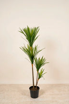 Planta drácena draco artificial 130 cm