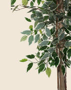 Ficus bicolor artifical