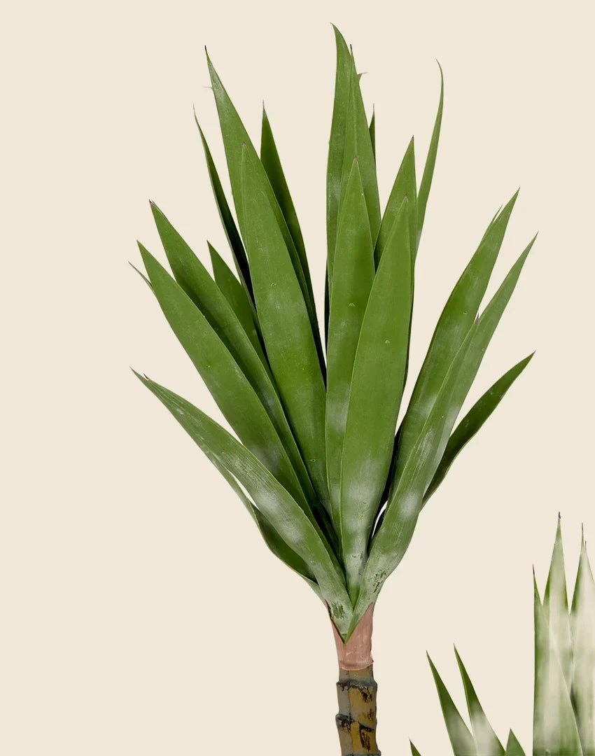 Planta yuca artificial 150 cm