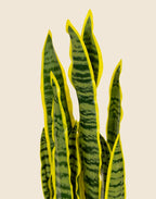 Planta sansevieria artificial 75 cm