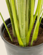 Planta Strelitzia Nicolai artificial 170 cm